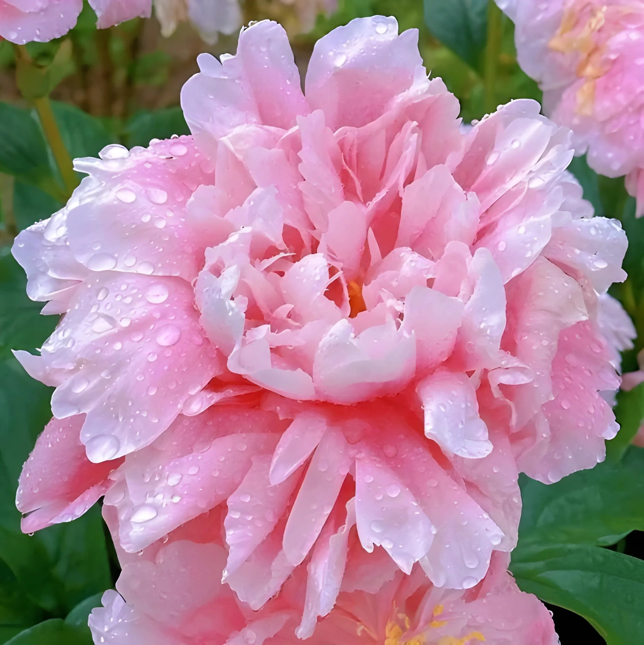 Luxury Peony Flower Seeds