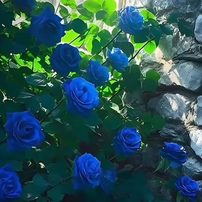 Blue Climbing Rose Seeds seeds