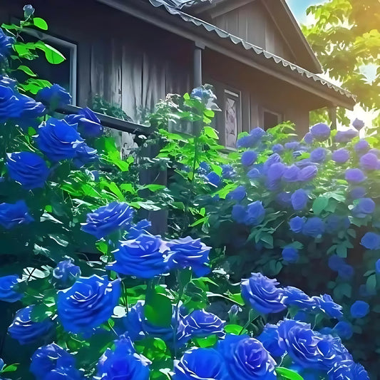 Blue Climbing Rose Seeds seeds