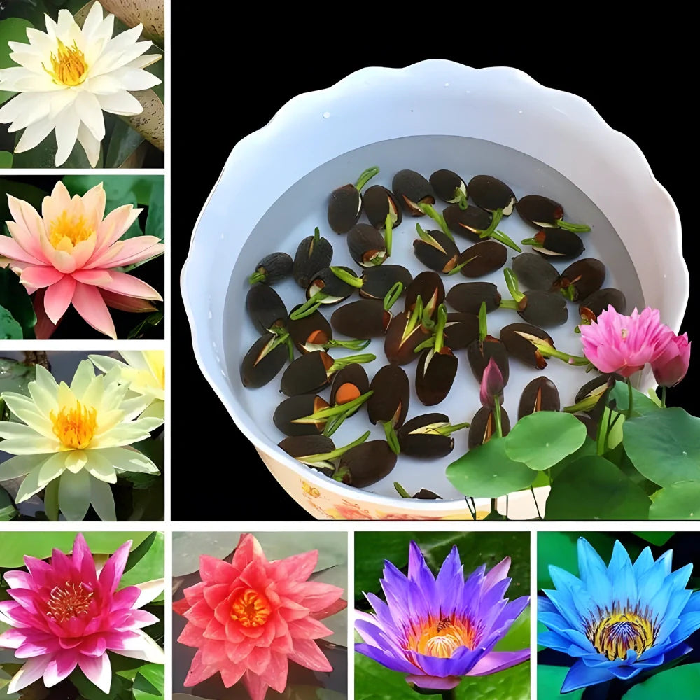 Bonsai Lotus Flower Seeds
