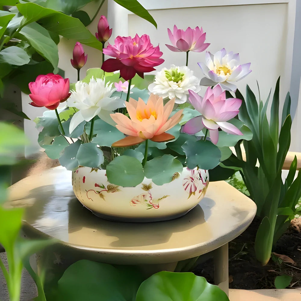Bonsai Lotus Flower Seeds