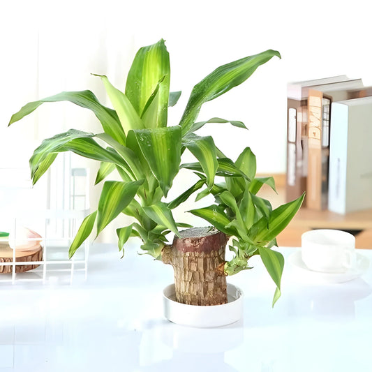 Brazilian Lucky Wood Decor