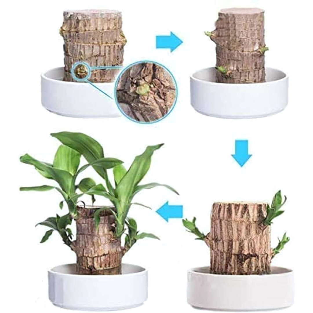 Brazilian Lucky Wood Mini Home Plant Decorations (Pack of 2)