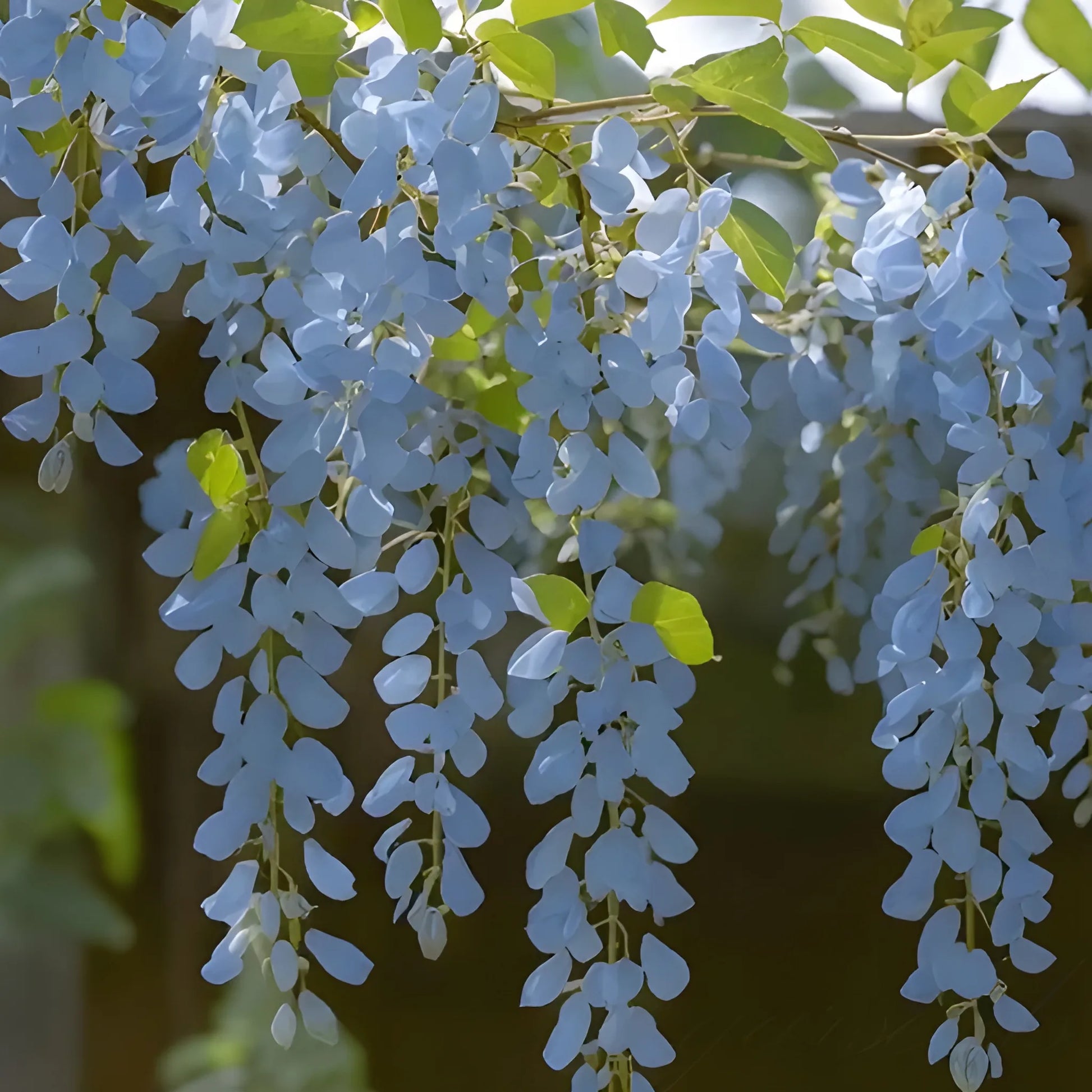 Cascading Flower Seed Mix