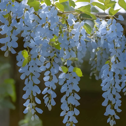 Cascading Flower Seed Mix