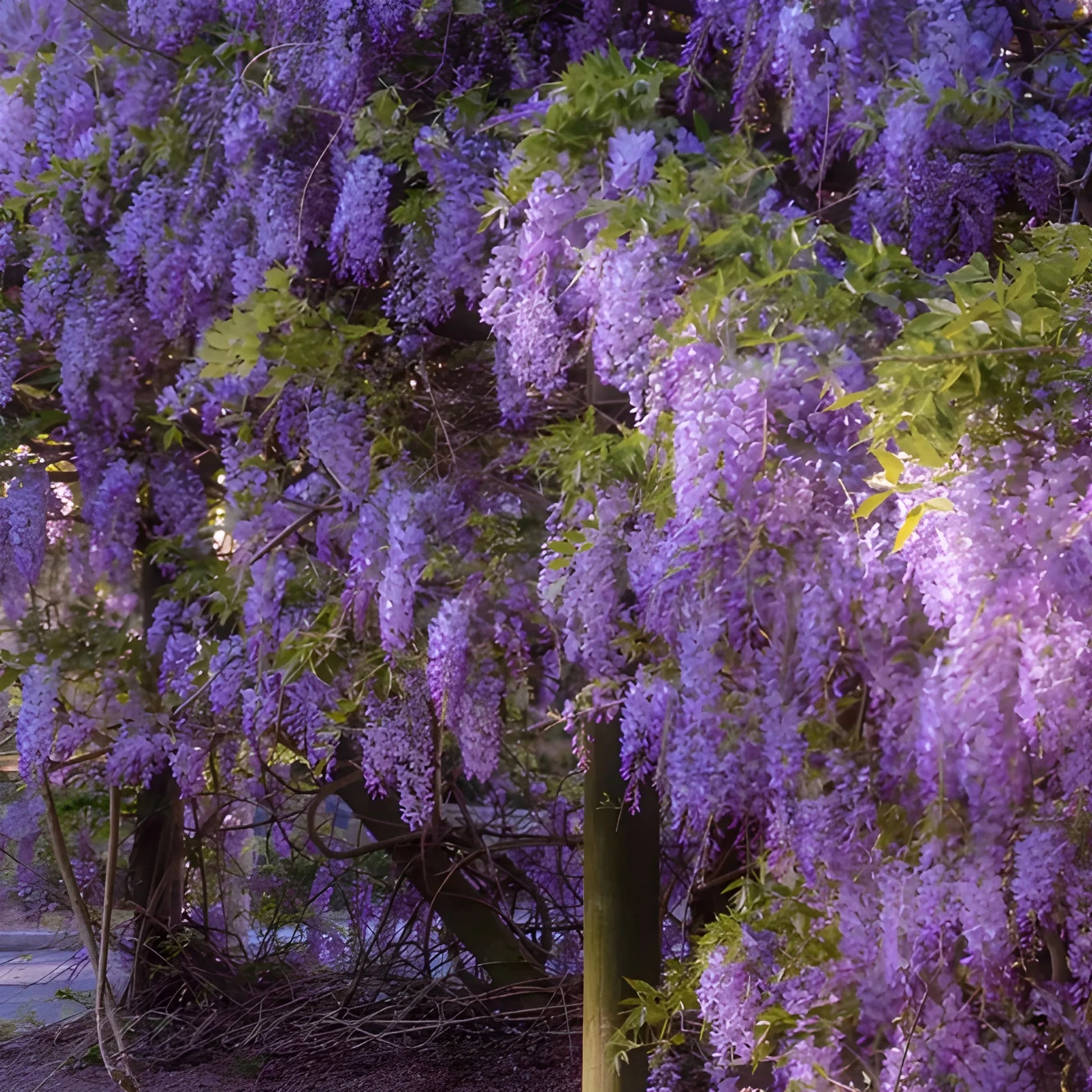 Cascading Flower Seed Mix