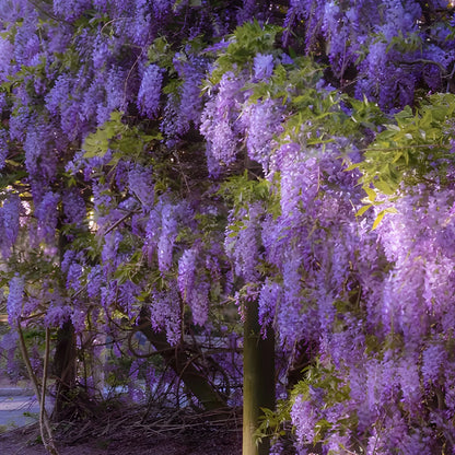 Cascading Flower Seed Mix