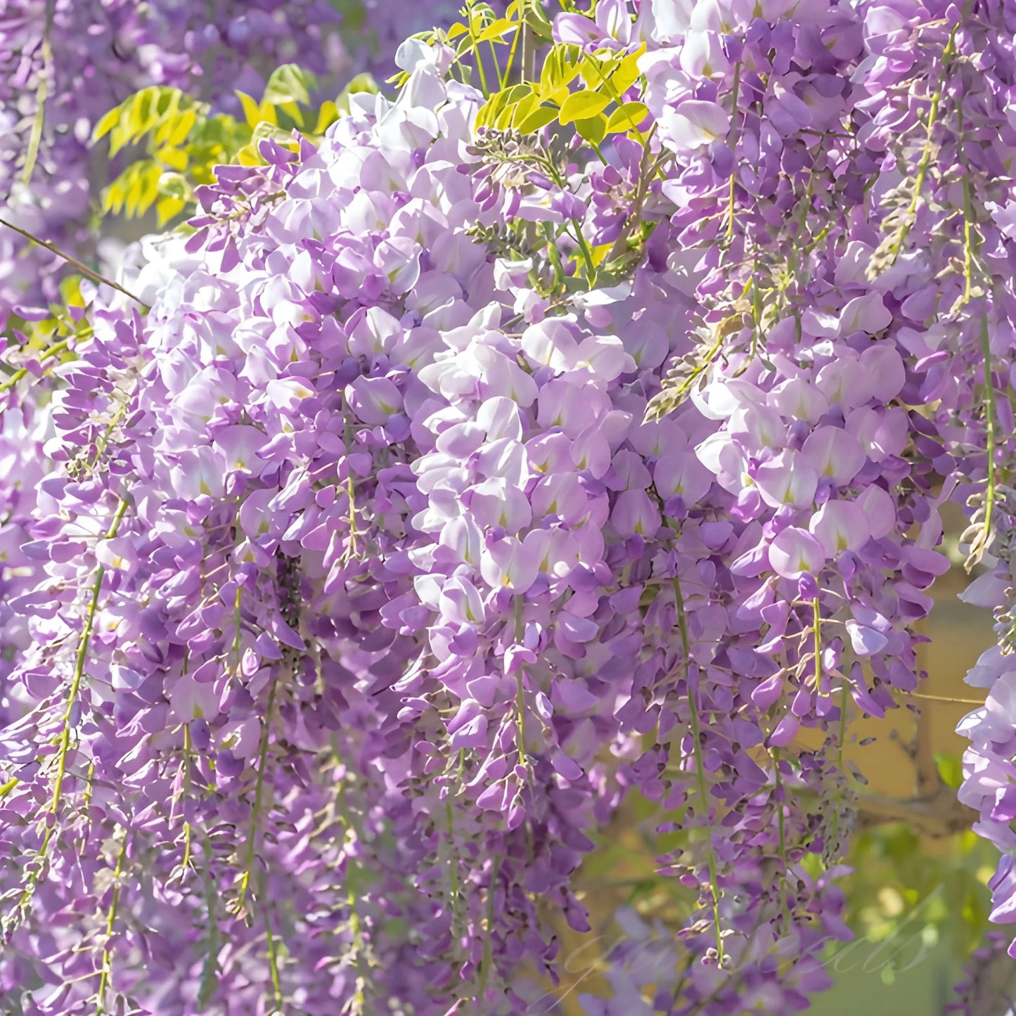 Cascading Flower Seed Mix