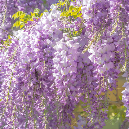 Cascading Flower Seed Mix