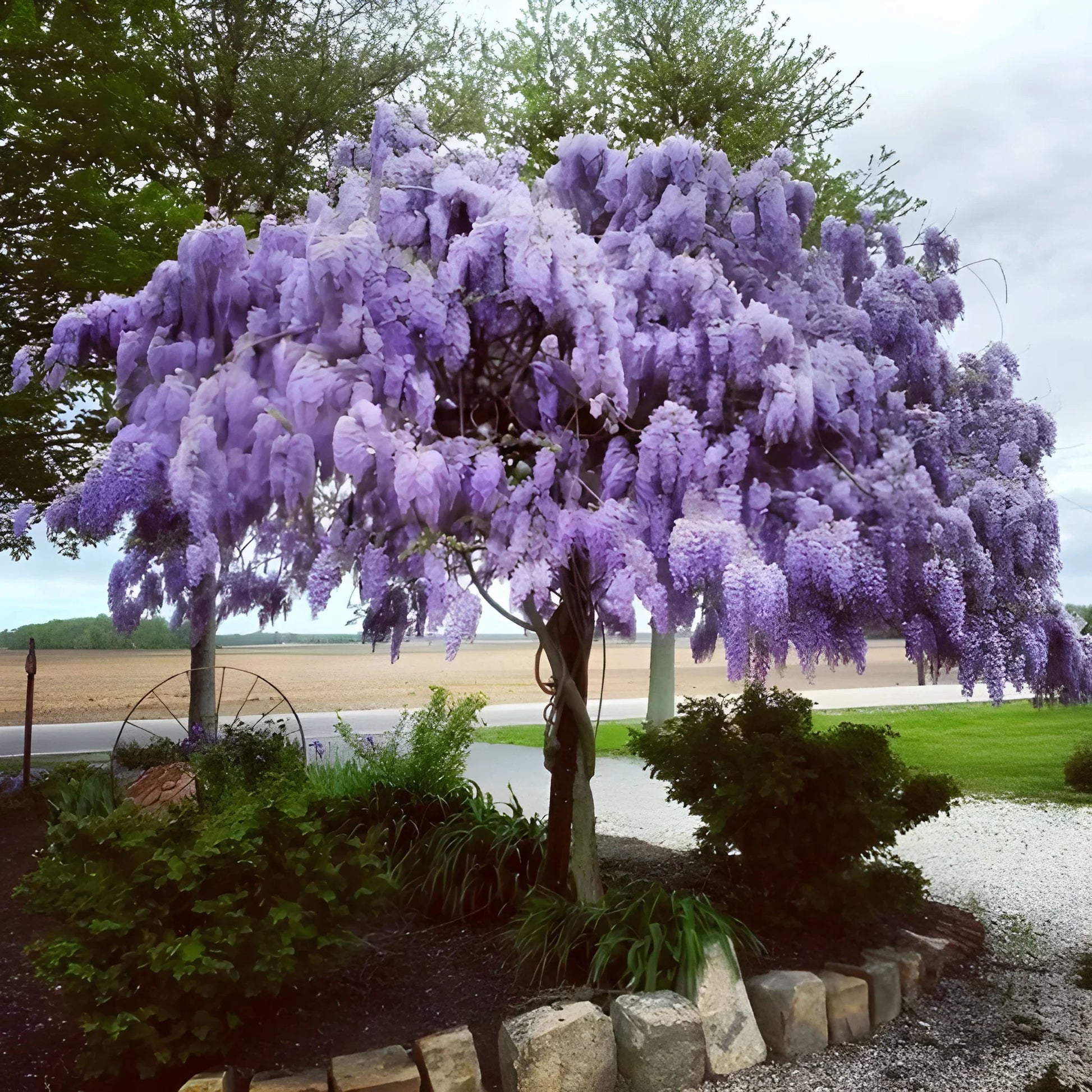 Cascading Flower Seed Mix