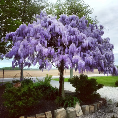 Cascading Flower Seed Mix