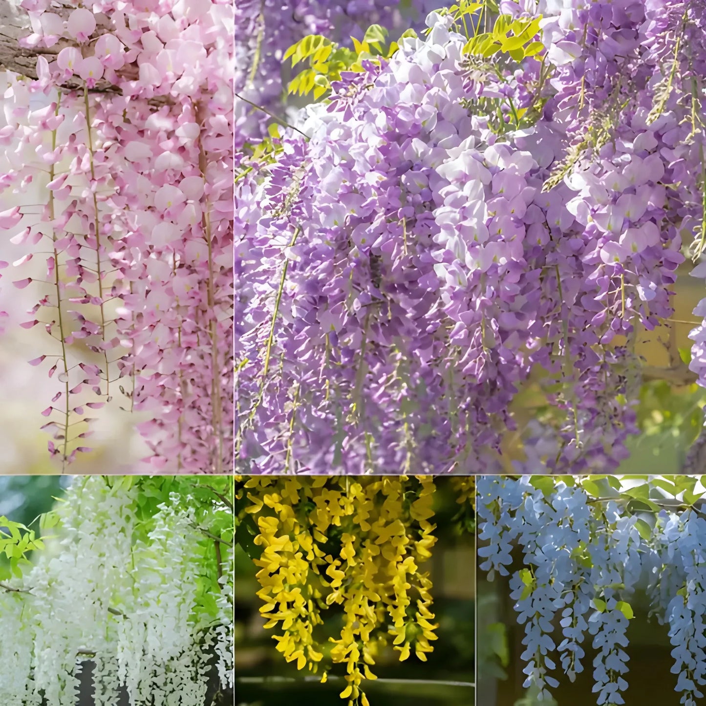 Cascading Flower Seed Mix