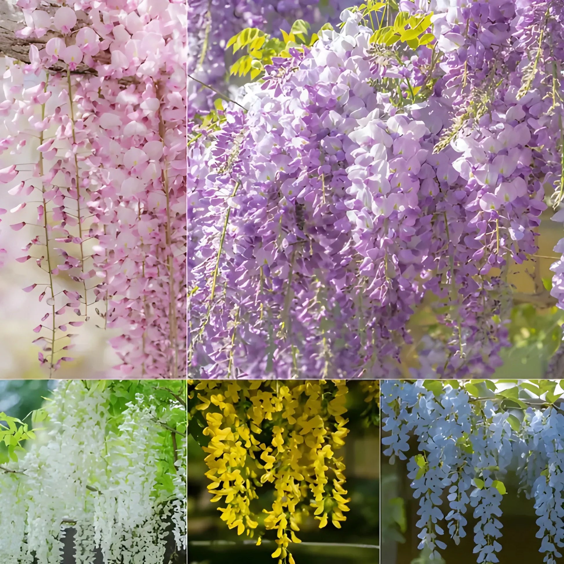 Cascading Flower Seed Mix