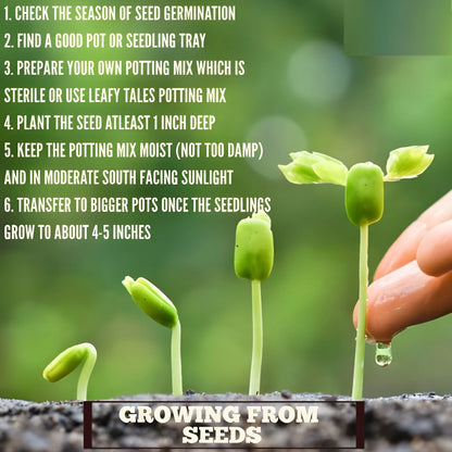 Cascading Tomato Vine Seeds