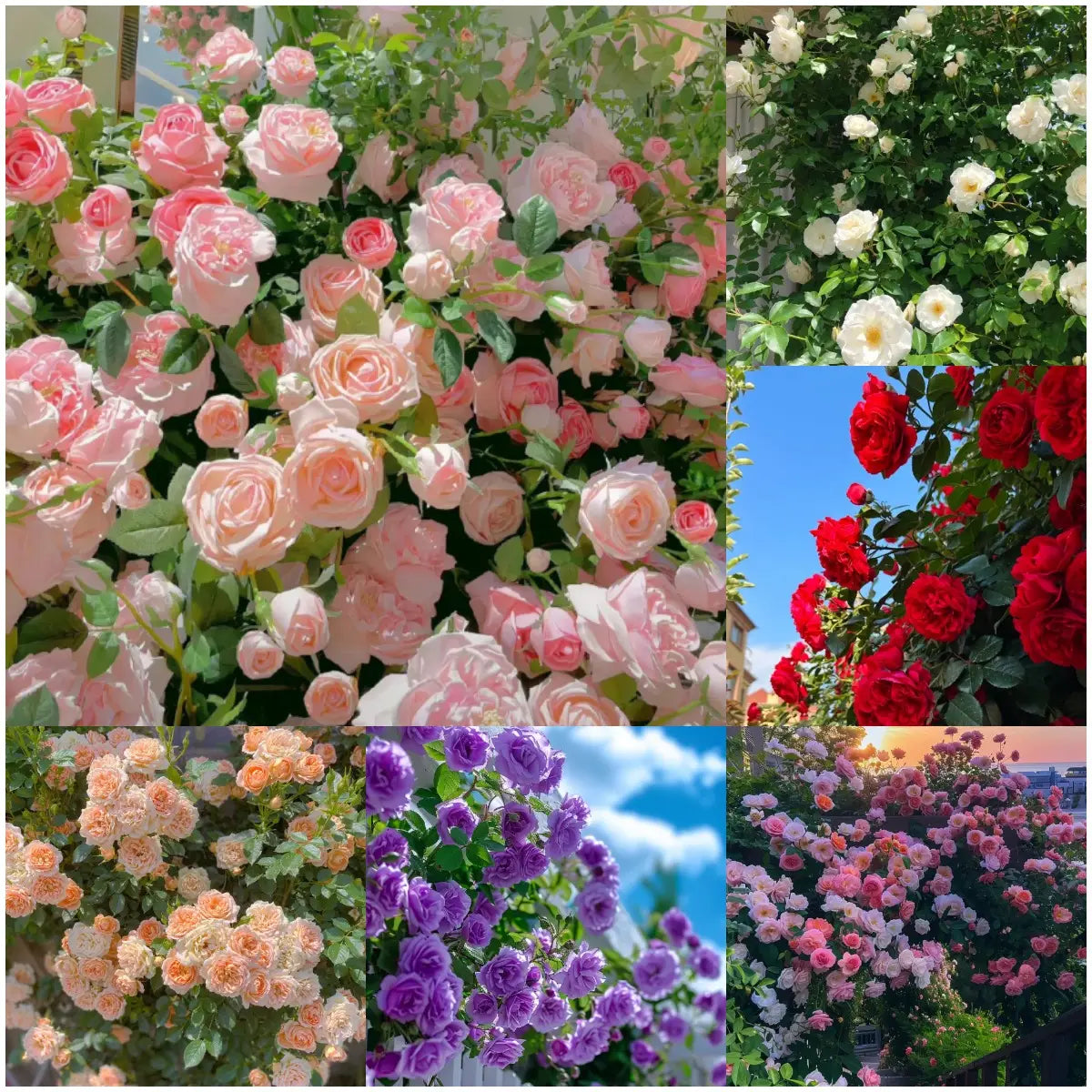 Elegant Climbing Rose Flower seeds