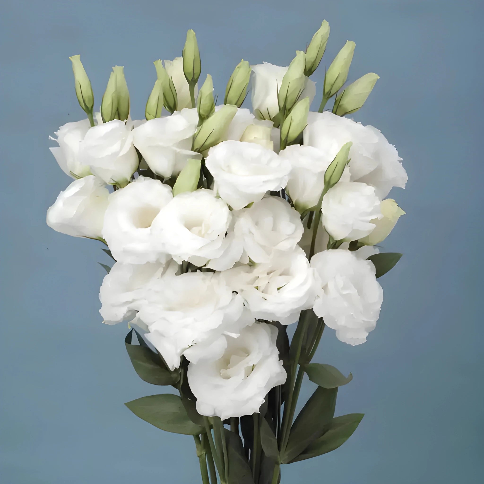 Elegant Lisianthus Flower Seeds