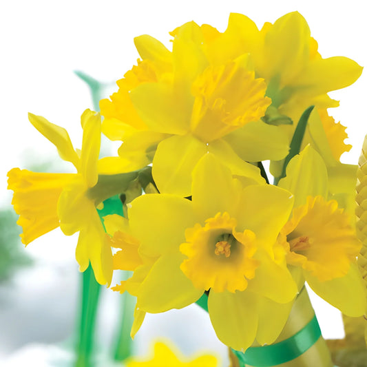 Cheerful Daffodil Flower Bulbs