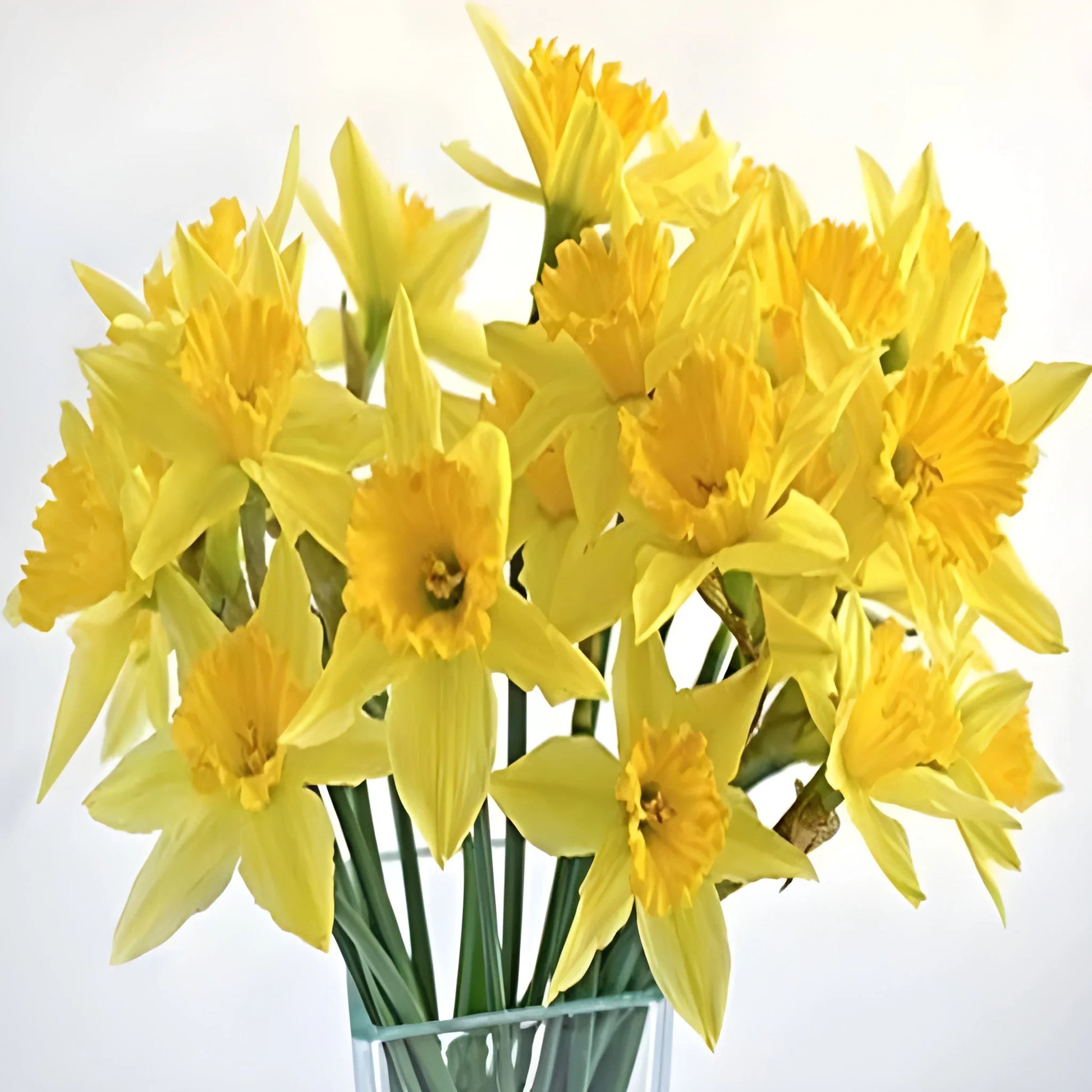 Cheerful Daffodil Flower Bulbs