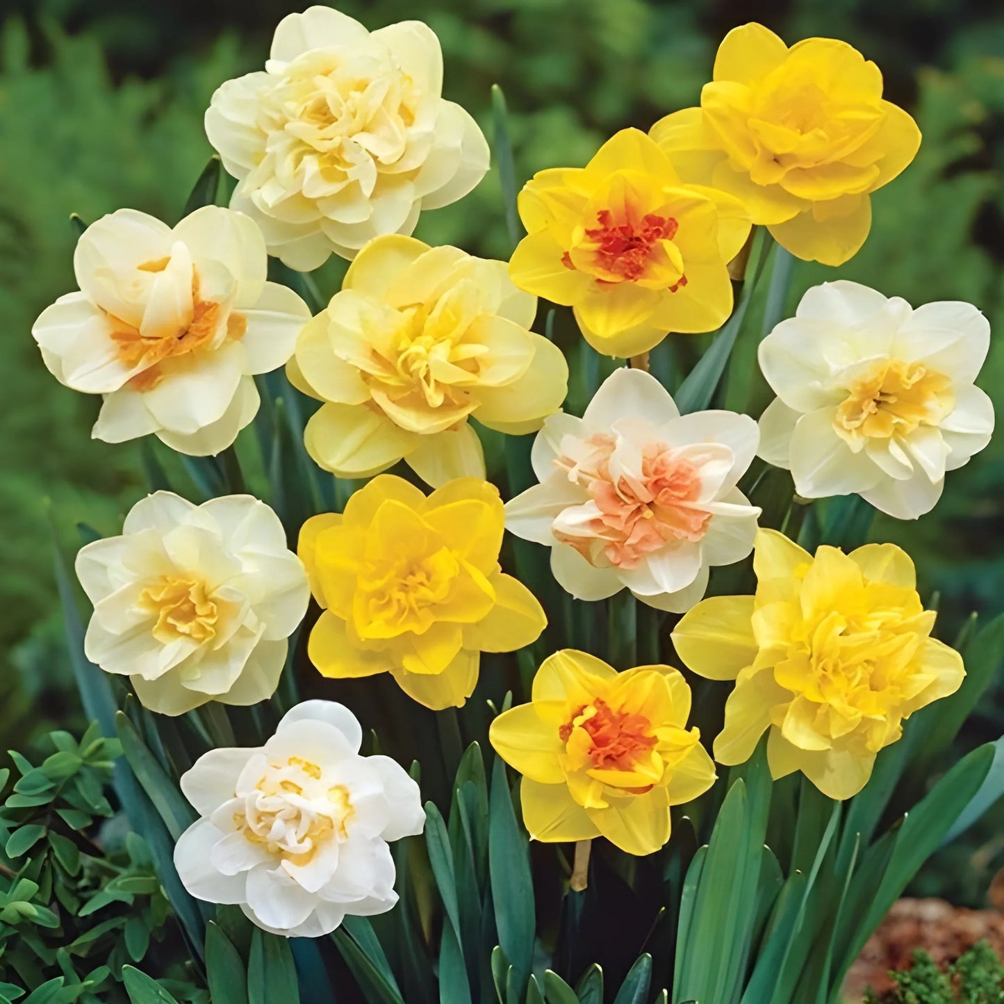 Cheerful Daffodil Flower Bulbs