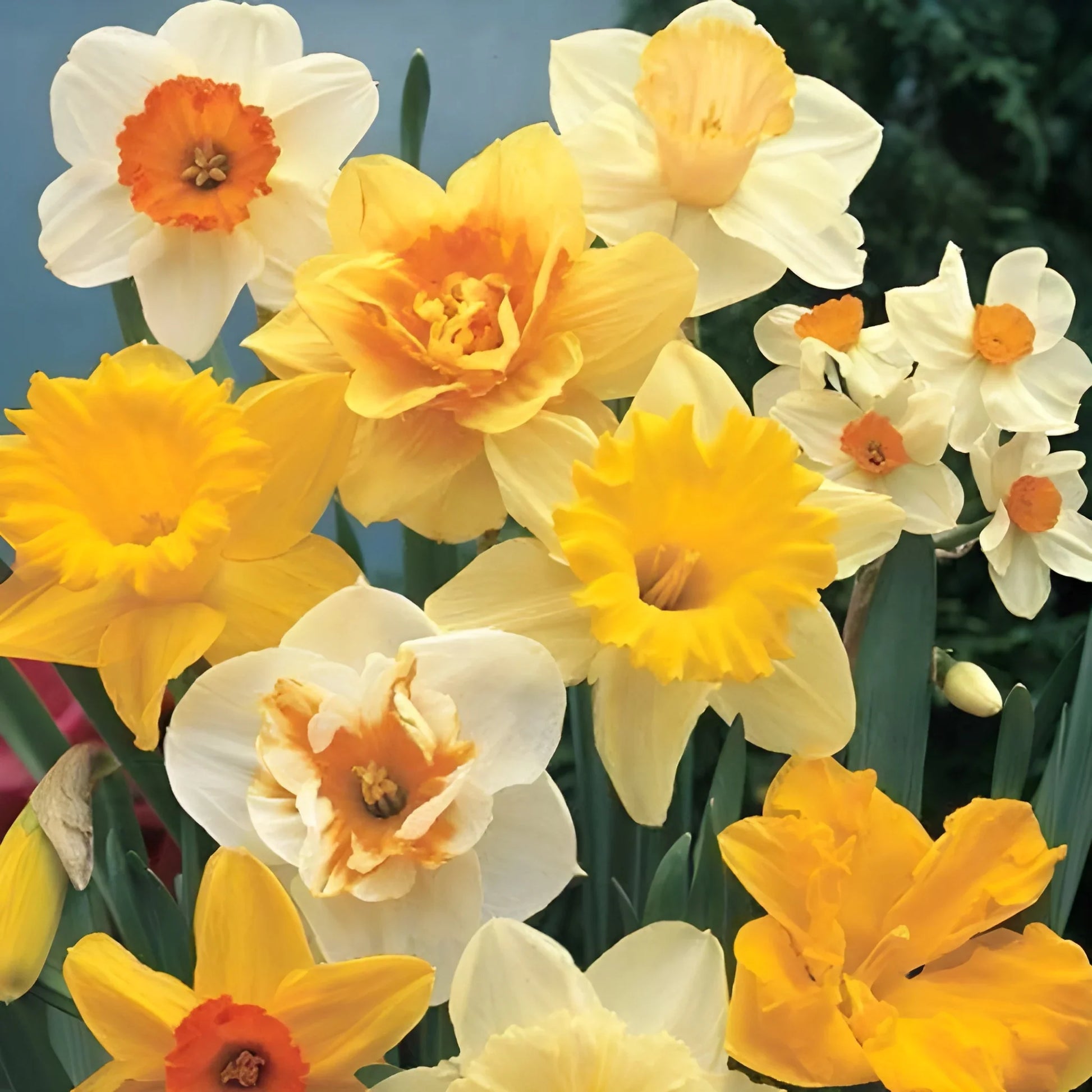 Cheerful Daffodil Flower Bulbs