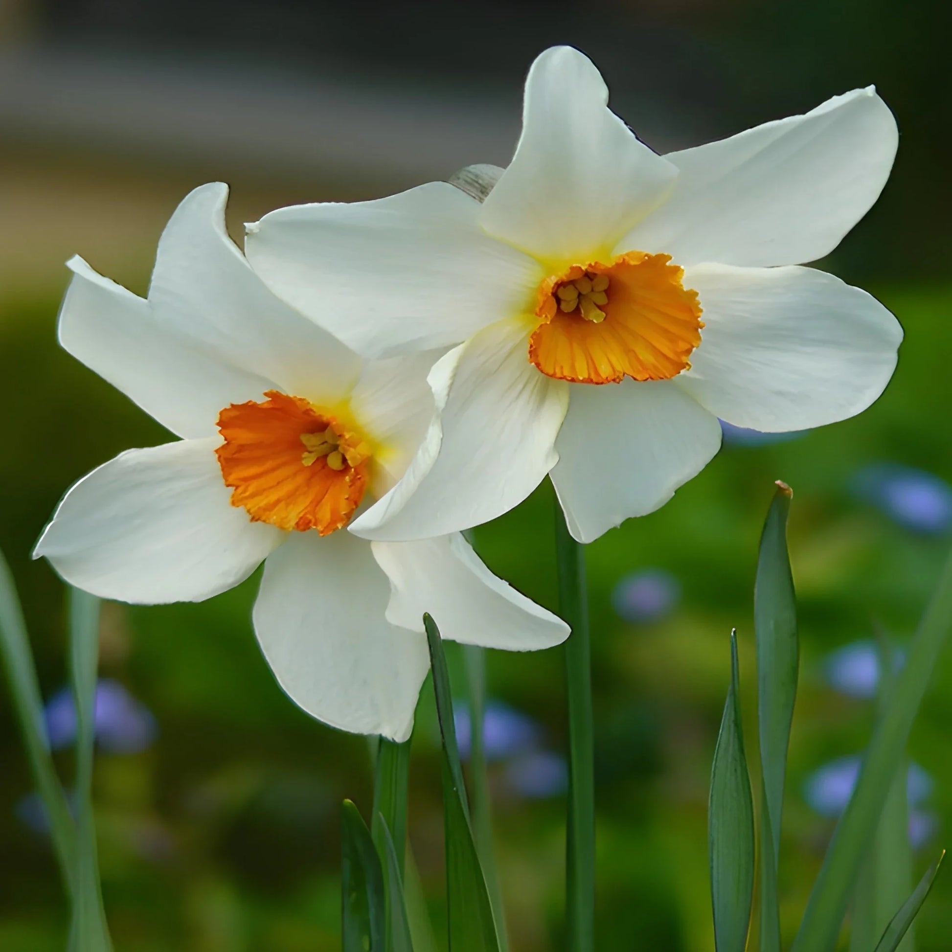 Cheerful Daffodil Flower Bulbs
