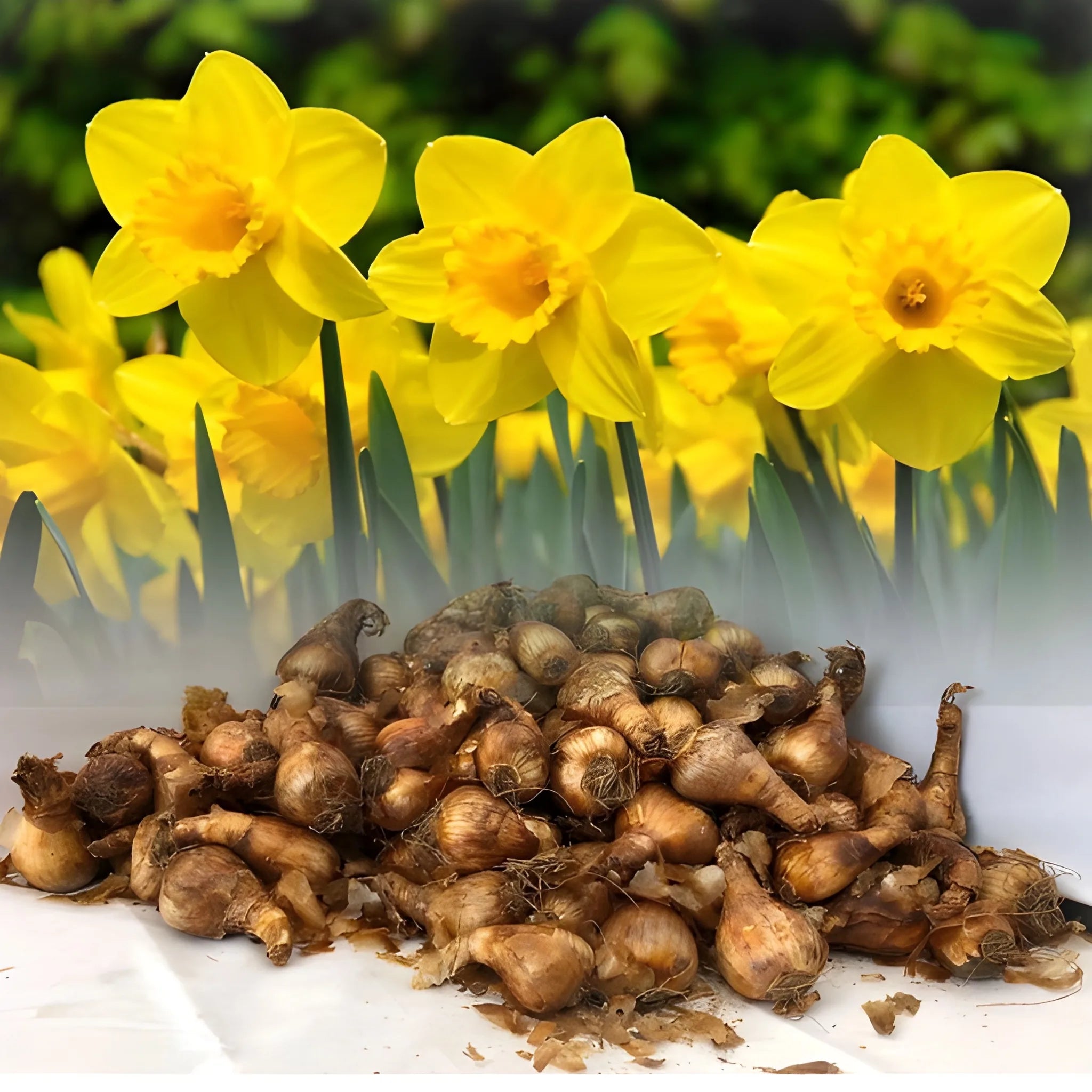 Cheerful Daffodil Flower Bulbs
