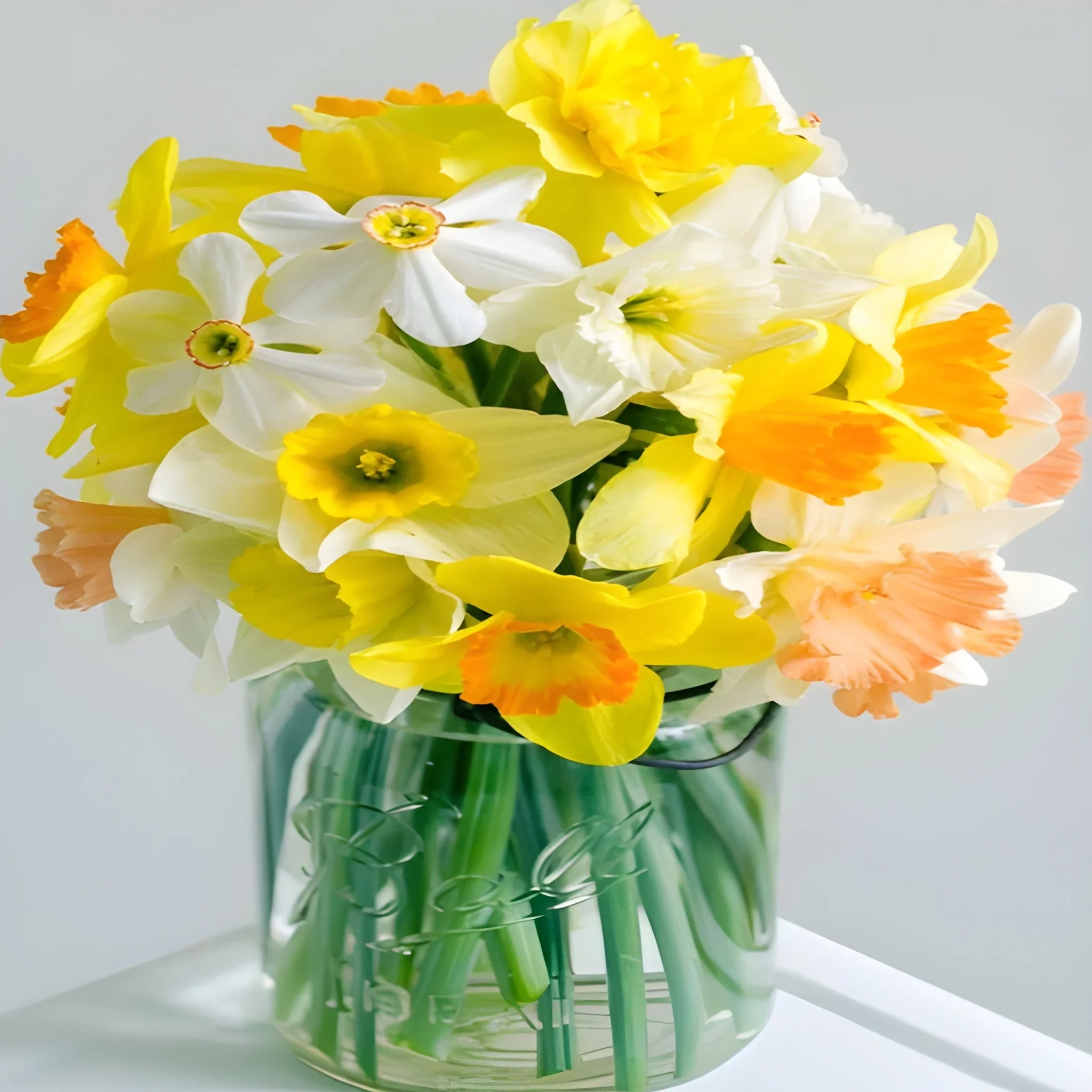 Cheerful Daffodil Flower Bulbs
