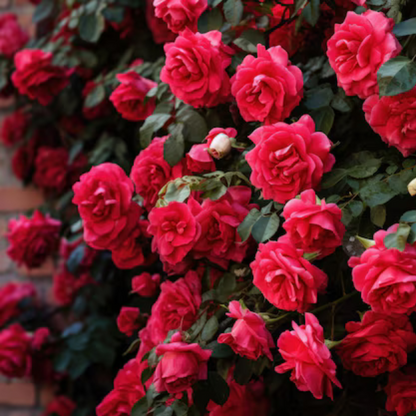 Climbing Rose Elegance garden & outdoor