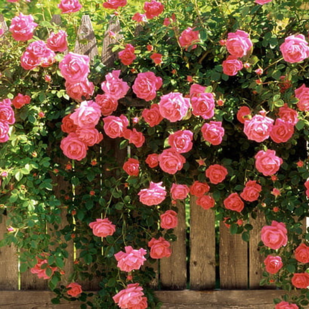 Climbing Rose Elegance garden & outdoor