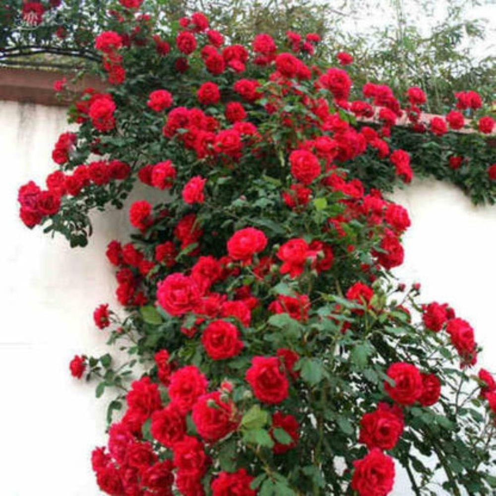 Climbing Rose Elegance garden & outdoor