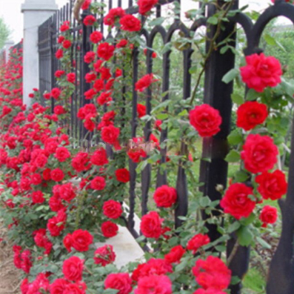 Climbing Rose Elegance garden & outdoor