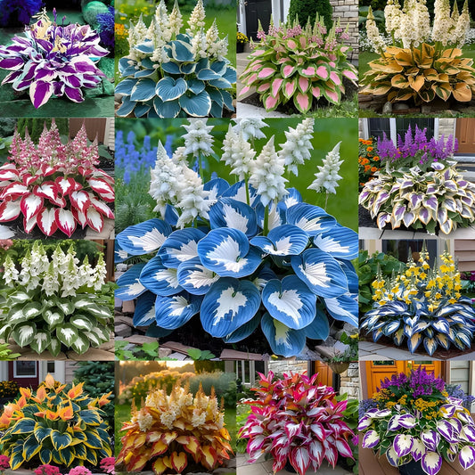 Cold Hardy Hosta Seeds