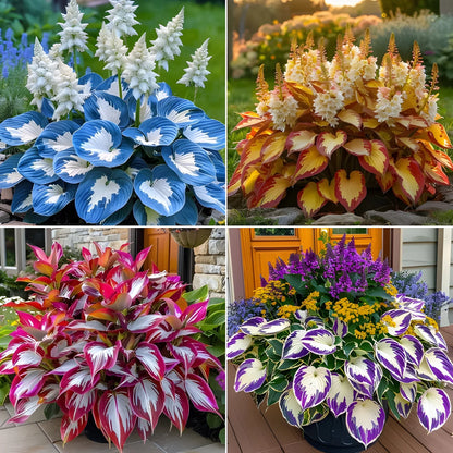 Cold Hardy Hosta Seeds