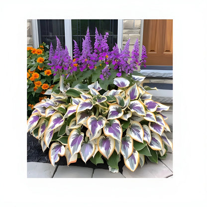 Cold Hardy Hosta Seeds