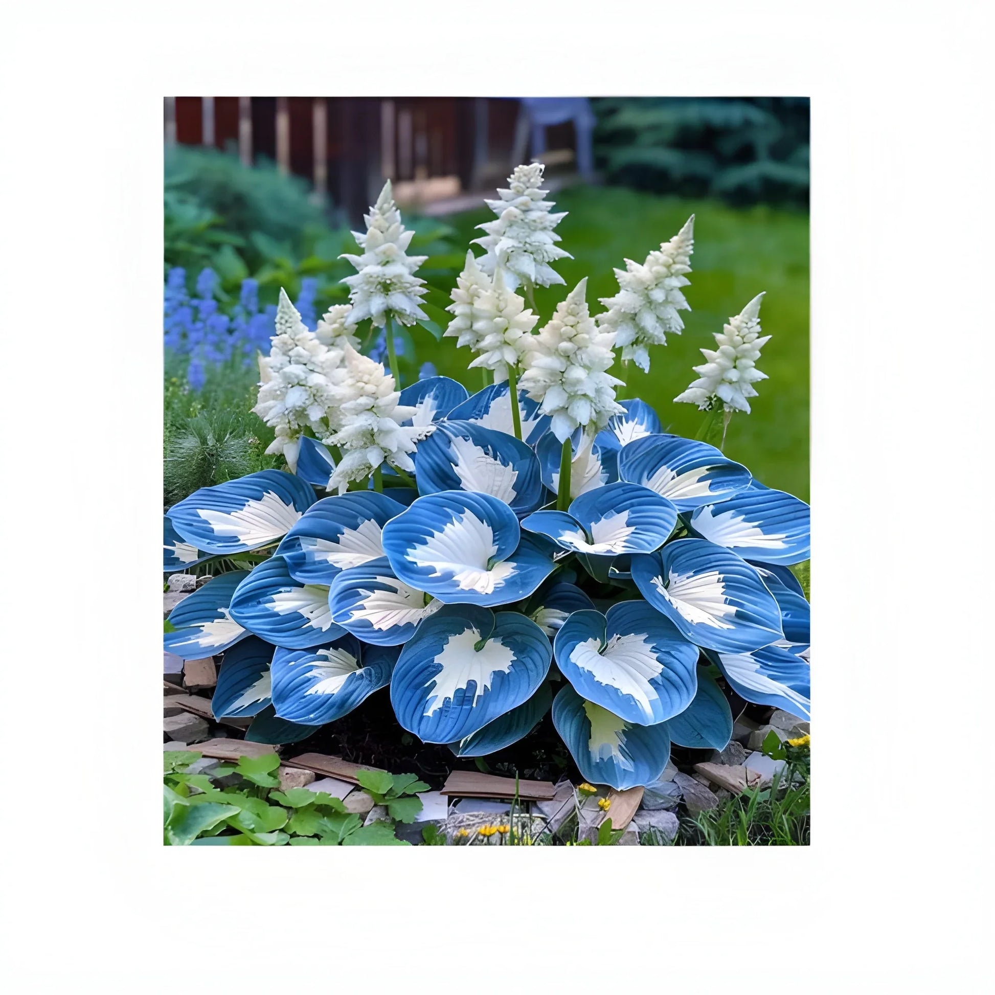 Cold Hardy Hosta Seeds