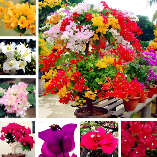 Colorful Bougainvillea Flower Seeds