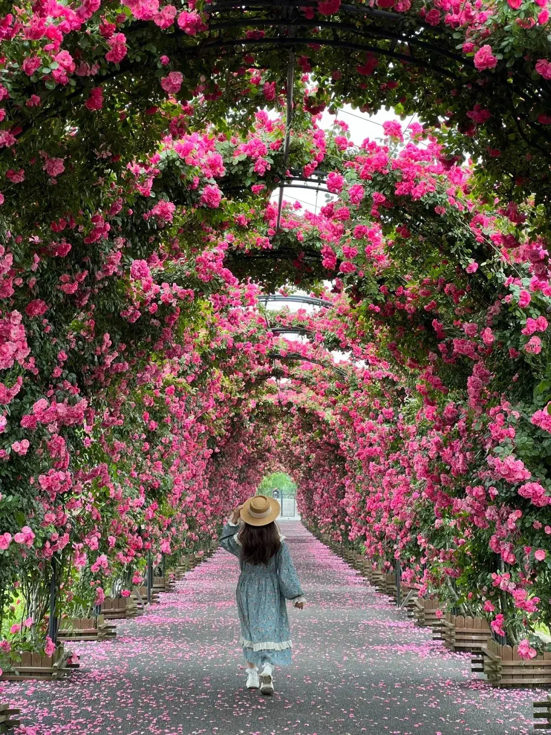 Elegant Climbing Rose Flower seeds