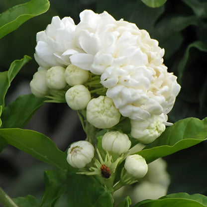 Double Jasmine Flower Seeds