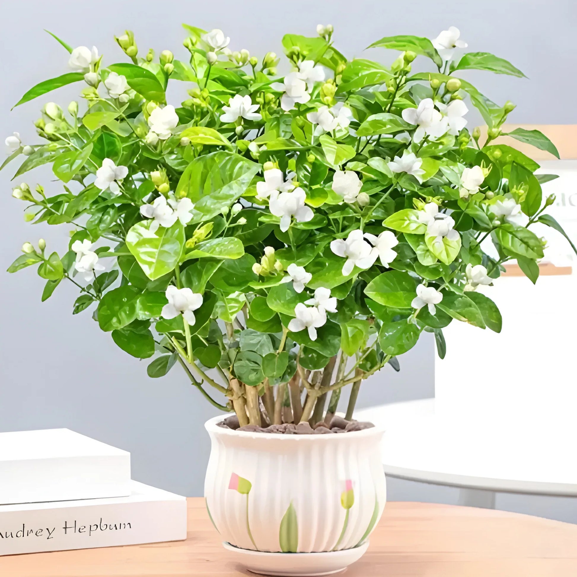 buy jasmine flower seeds Double Jasmine Flower Seeds – MaxSmile