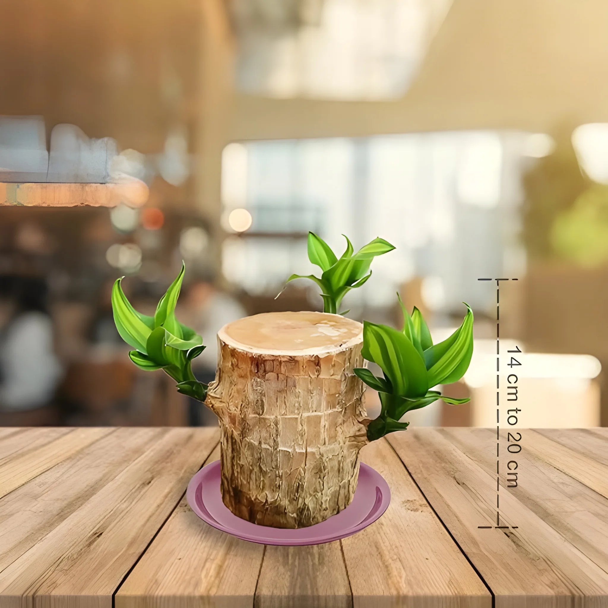 Brazilian Lucky Wood Decor