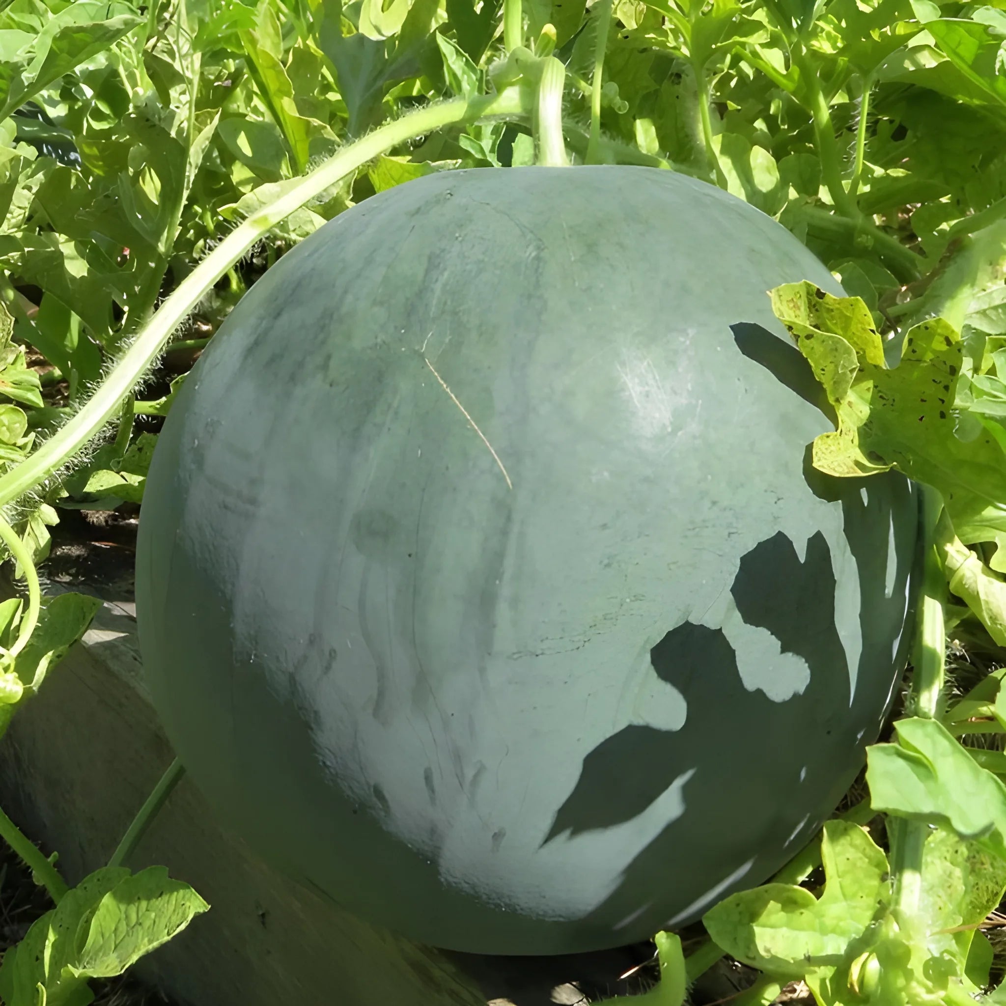 Mini Watermelon Growing Seeds