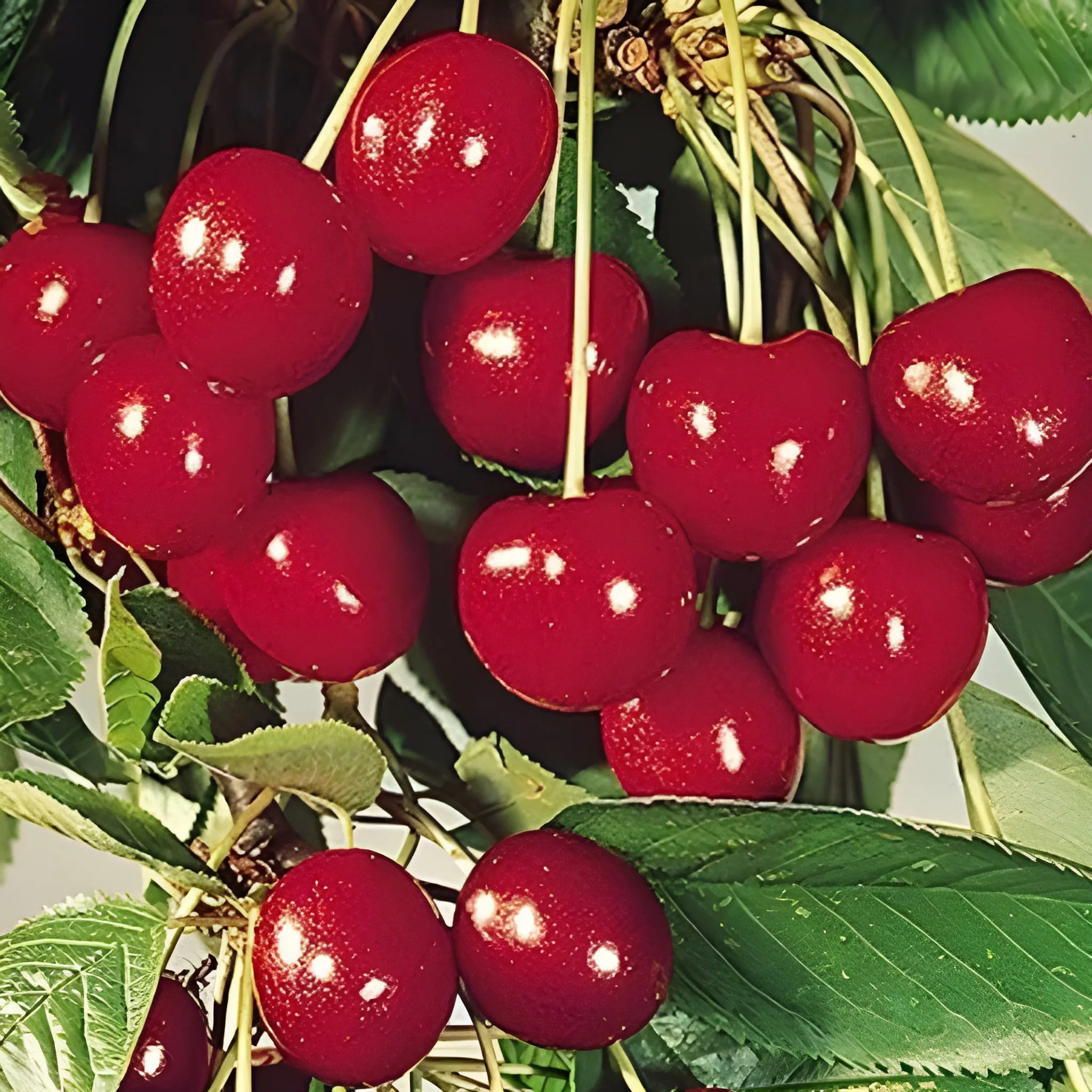 Sweet Rainier Cherry Seeds