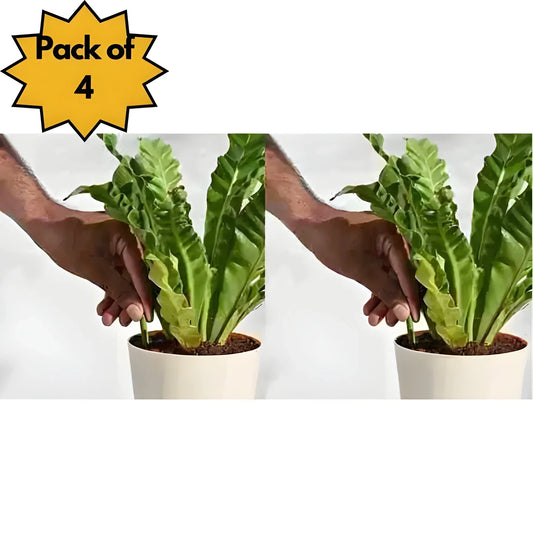 Easy Peel Plant Food Sticks