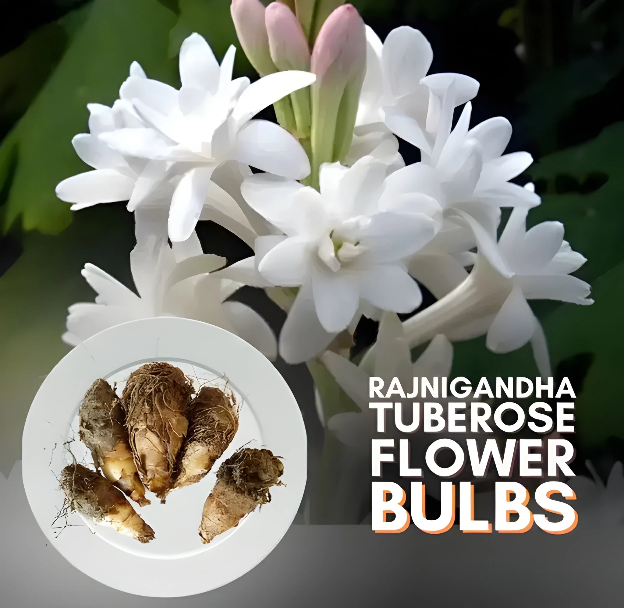 Fragrant Double Tuberose Bulbs