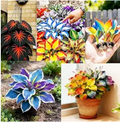 Mixed Hosta seeds for Indoor Plants