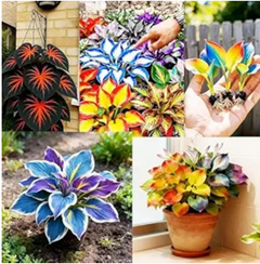 Mixed Hosta seeds for Indoor Plants