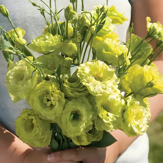 Elegant Lisianthus Flower Seeds