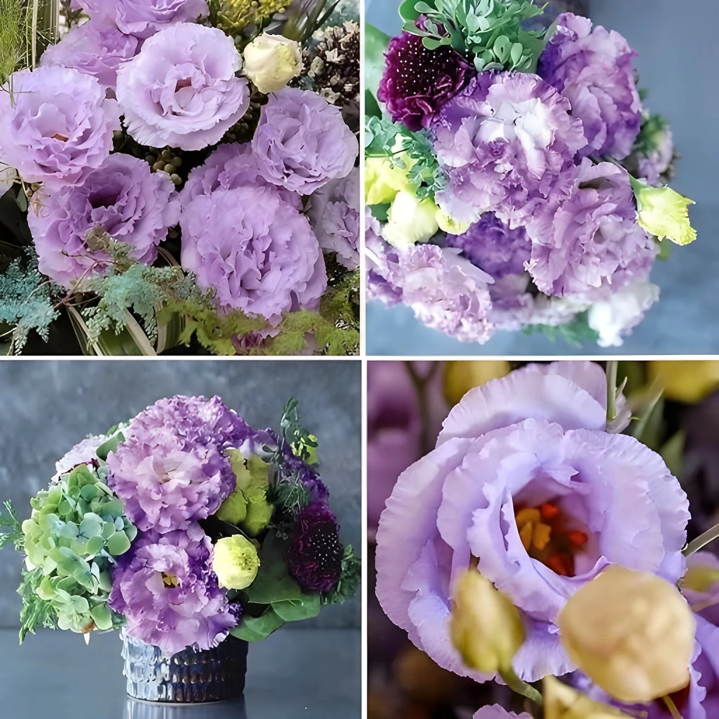 Elegant Lisianthus Flower Seeds