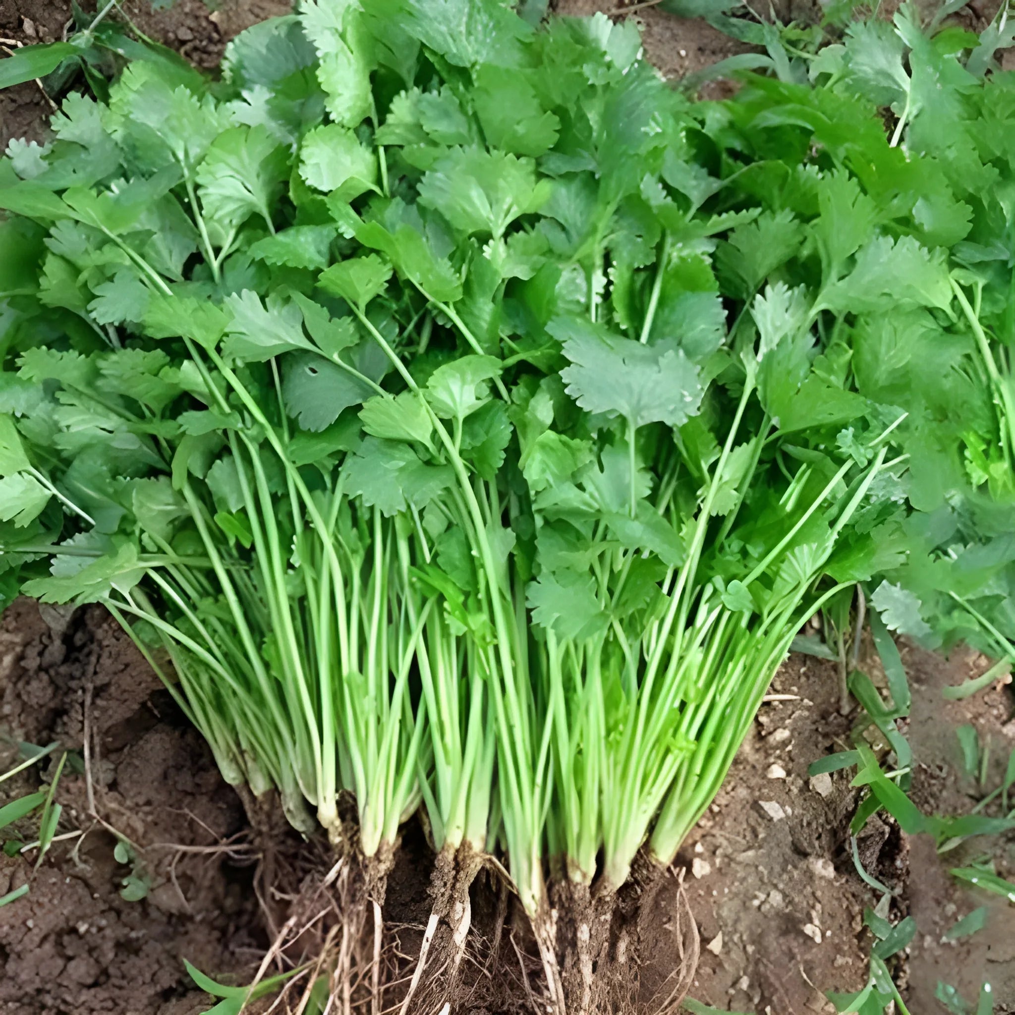 Organic Coriander Seed Pack