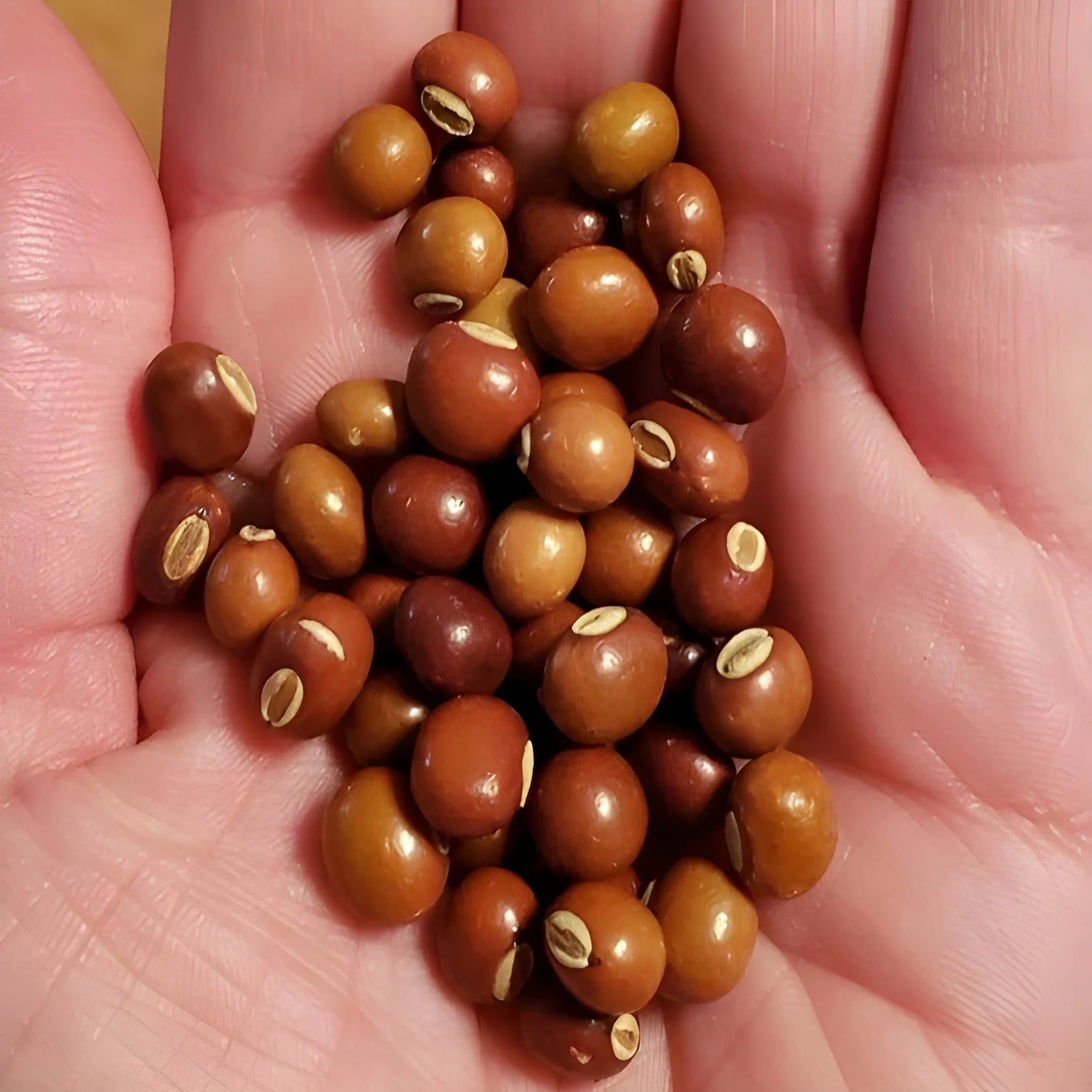 Exotic Dragon Bean Seeds